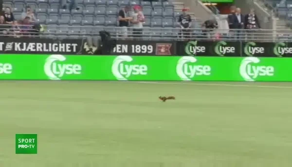 O veveriță a intrat pe teren înainte de Viking - FCSB