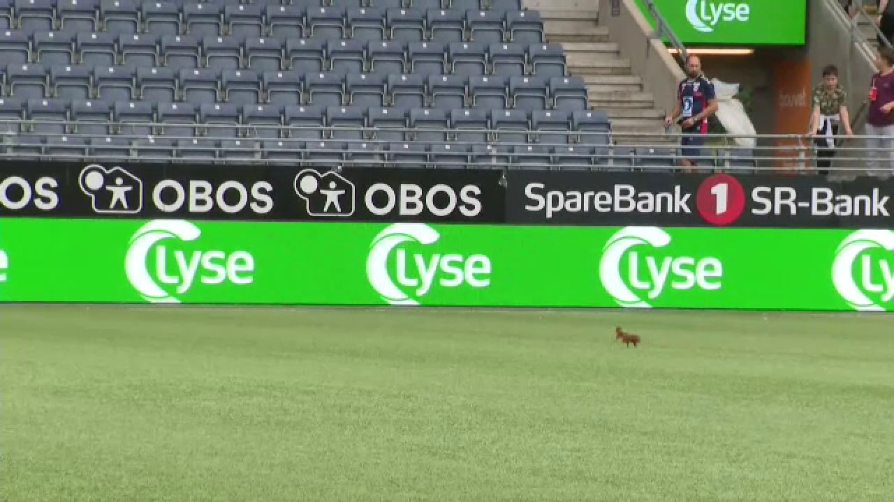 ”Intrus” pe teren înainte de Viking - FCSB! O veveriță s-a plimbat pe suprafața de joc :) _3