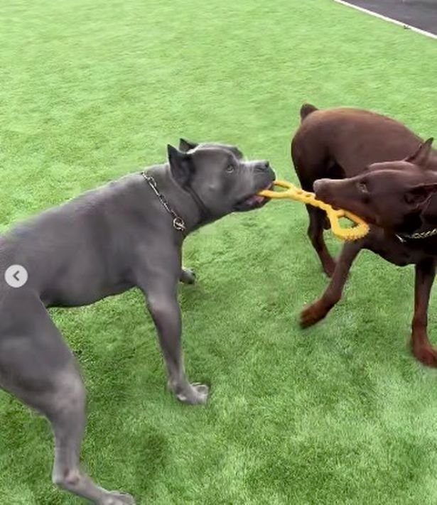 Al doilea star din Premier League care este acuzat de cruzime împotriva animalelor!  _2