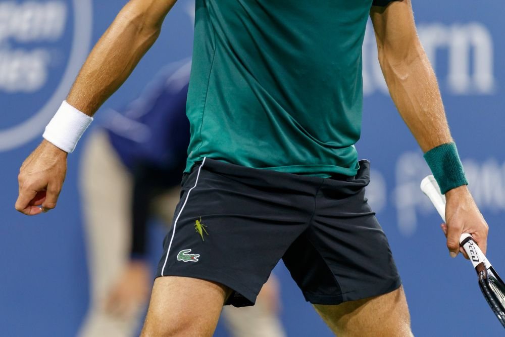 După insecta Phlebotomus simonahalepae, acum o specie de gândac nou-descoperită a primit numele lui Novak Djokovic!_3