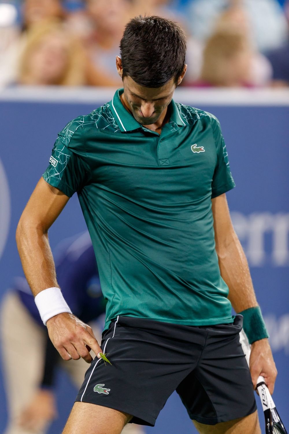 După insecta Phlebotomus simonahalepae, acum o specie de gândac nou-descoperită a primit numele lui Novak Djokovic!_4