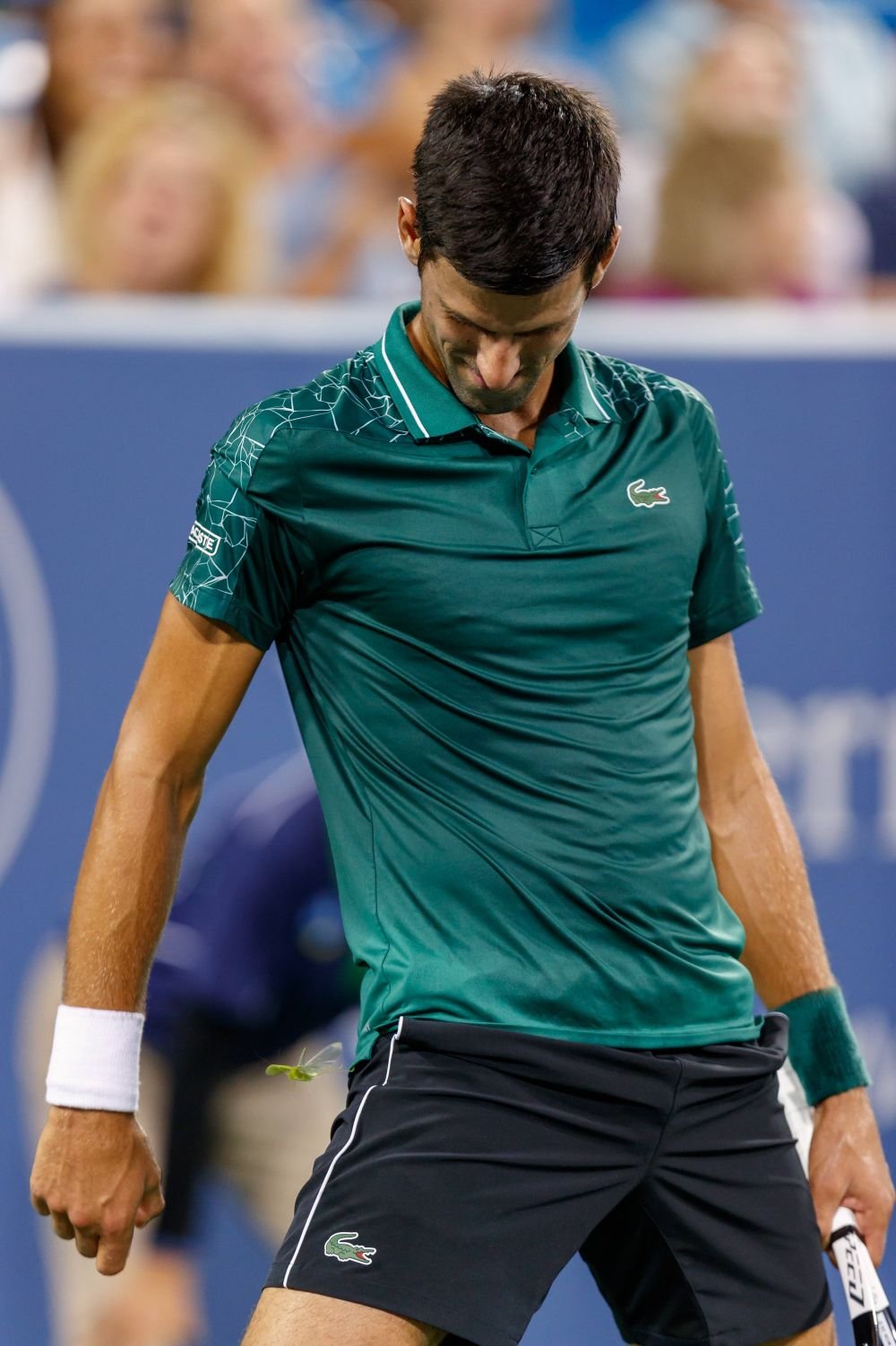 După insecta Phlebotomus simonahalepae, acum o specie de gândac nou-descoperită a primit numele lui Novak Djokovic!_5