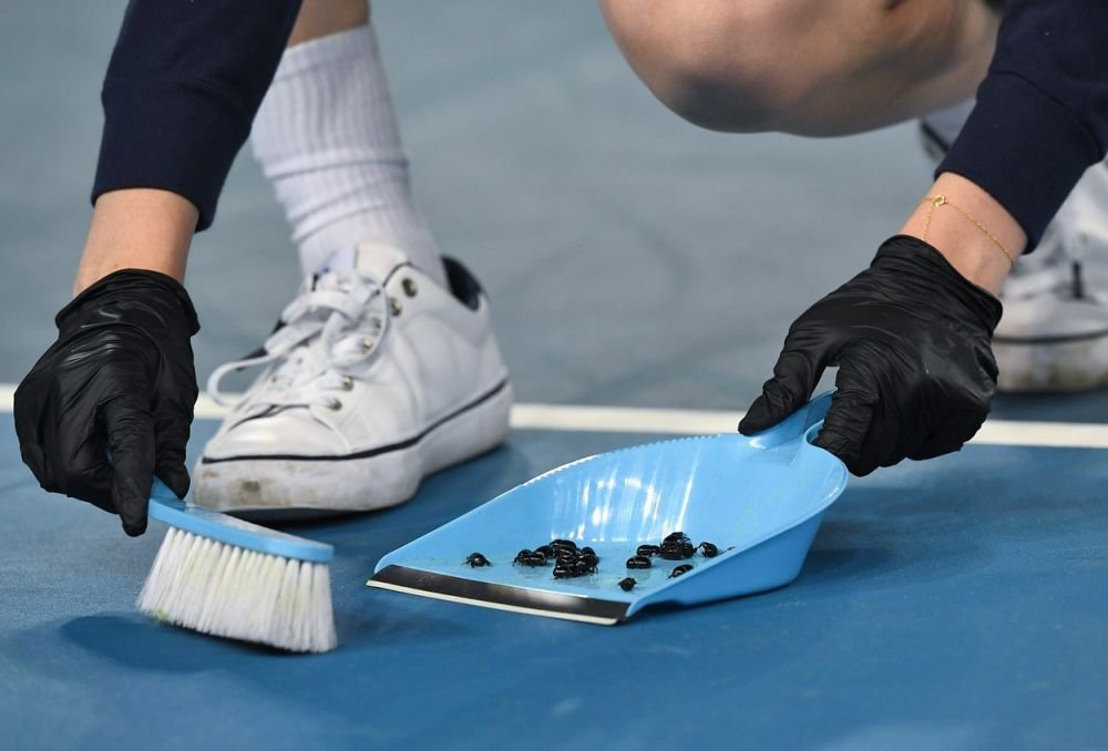După insecta Phlebotomus simonahalepae, acum o specie de gândac nou-descoperită a primit numele lui Novak Djokovic!_6
