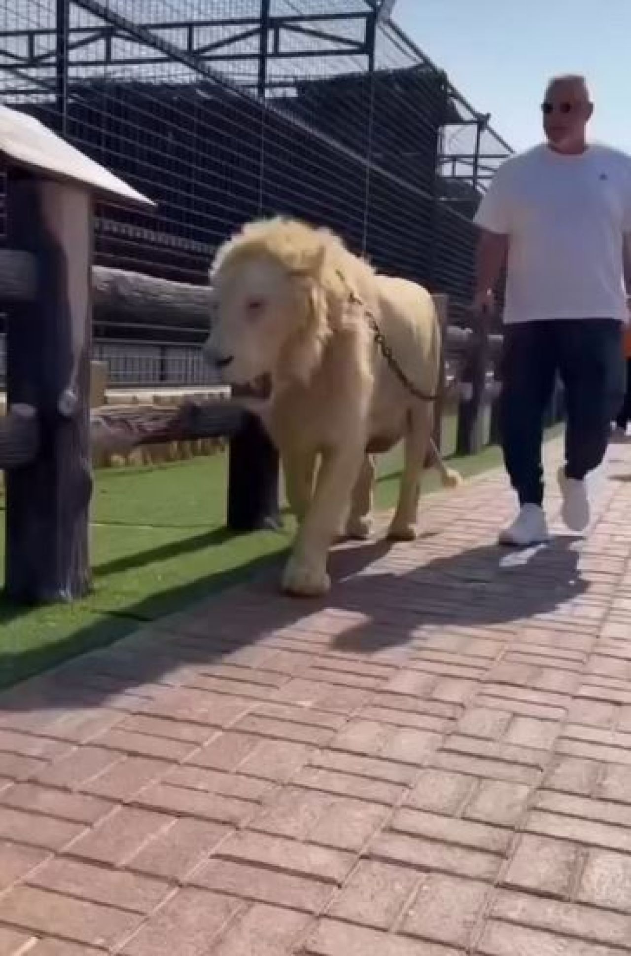 Lion King! Cosmin Olăroiu, moment de senzație în Dubai: a plimbat un leu în lesă și s-a fotografiat cu un șarpe _2