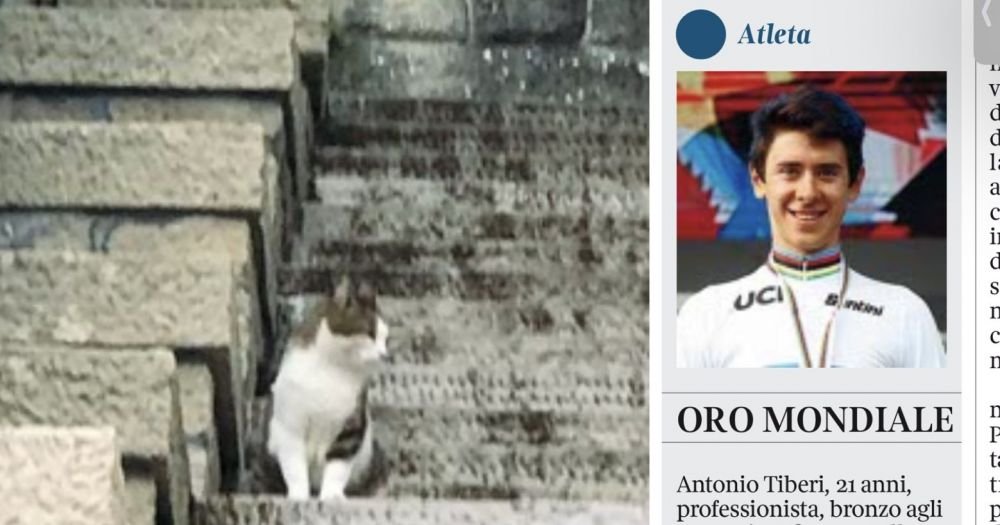 Un ciclist a împușcat mortal o pisică, apoi a aflat că era a ministrului: "Nu poate să scape doar cu amendă!"