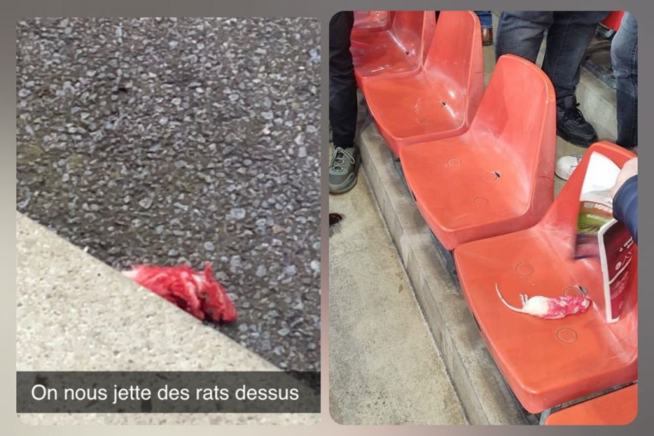 Imagini șocante! Fanii au aruncat cu șobolani morți în tribune la meciul Standard Liege - Charleroi _22