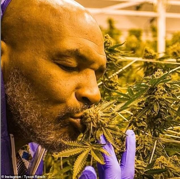 Mike Tyson îndeamnă sportivii să consume droguri: „Te ajută! Te fac mult mai bun!”_7