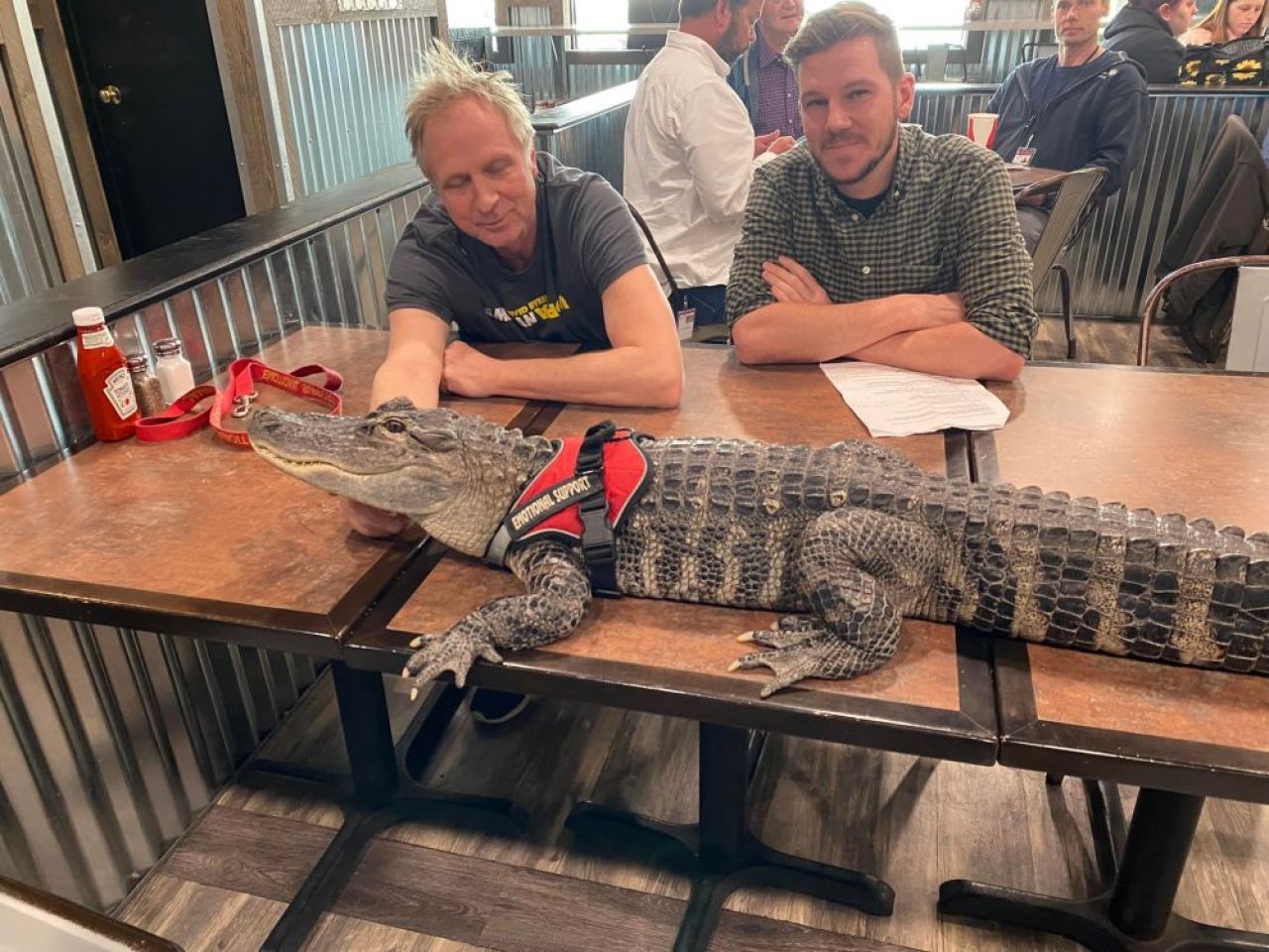I-a fost interzis accesul pe stadion, după ce a venit cu un aligator în lesă!_1