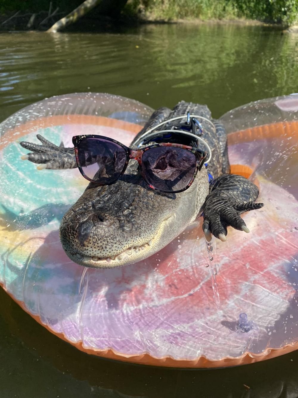I-a fost interzis accesul pe stadion, după ce a venit cu un aligator în lesă!_3