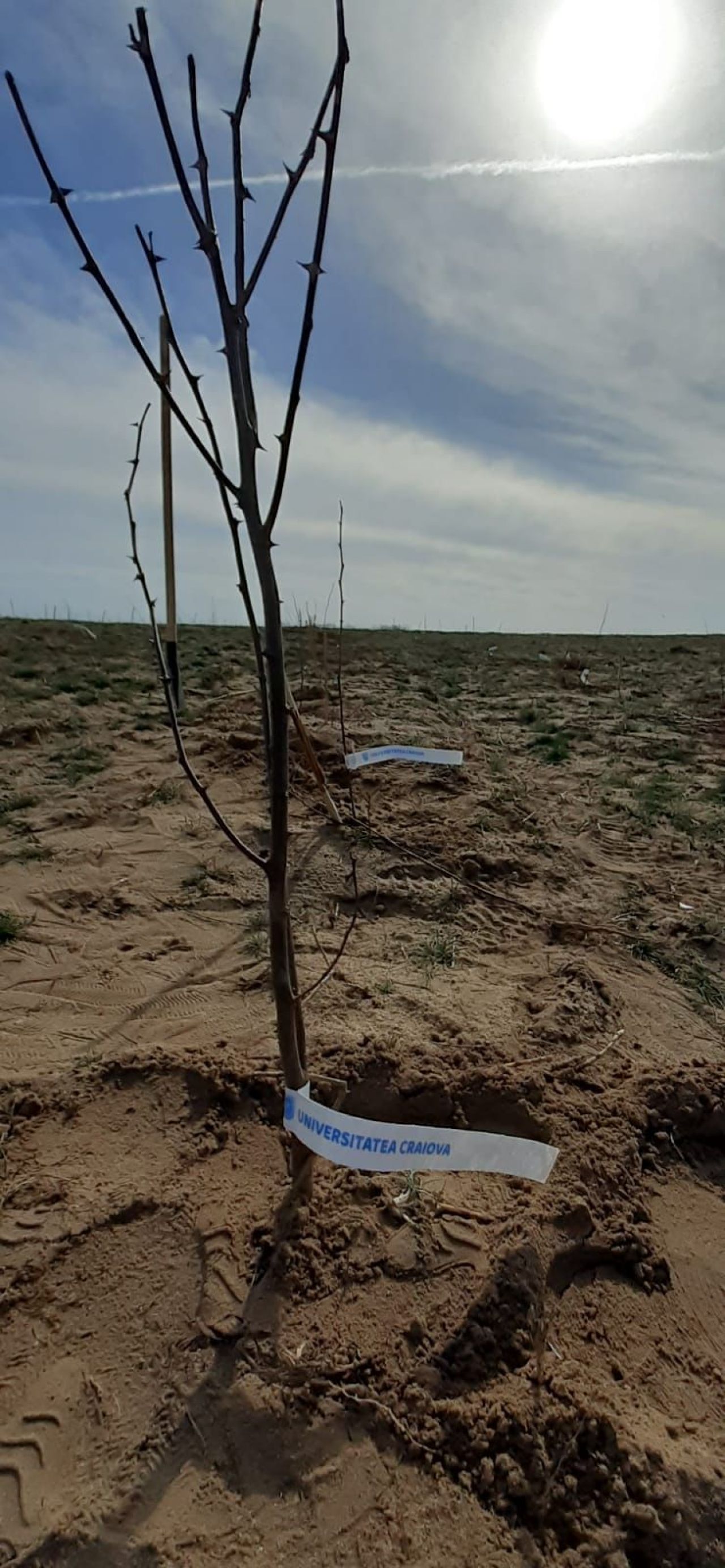 Jucătorii Universității Craiova au ieșit la plantat puieți și au pus gând rău Rapidului: