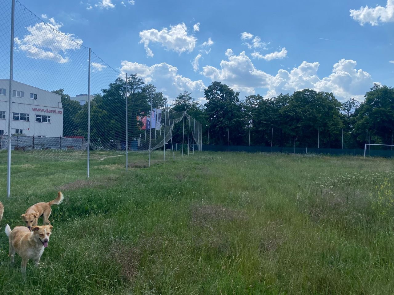 O bază sportivă din București a ajuns în paragină. E păzită doar de nea Ștefan, o fostă handbalistă și patru câini. În 2020 era ca o floare_4