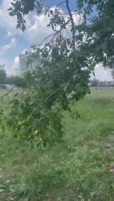 O bază sportivă din București a ajuns în paragină. E păzită doar de nea Ștefan, o fostă handbalistă și patru câini. În 2020 era ca o floare_11