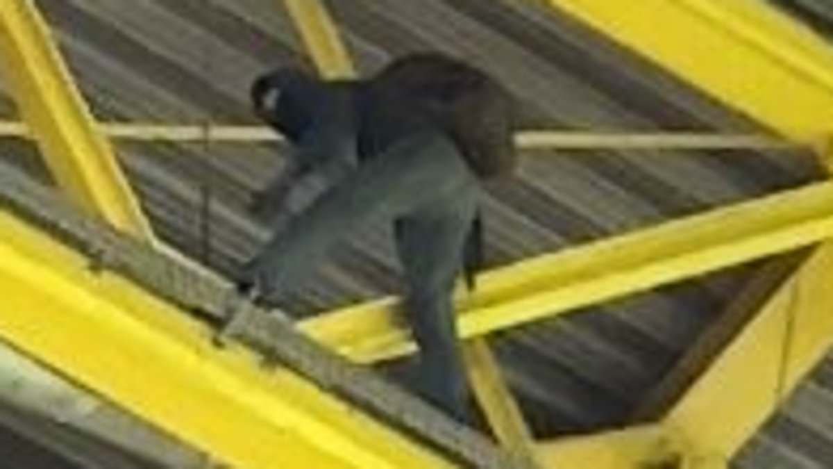 Ce se întâmplă cu bărbatul care s-a cățărat pe acoperișul stadionului în timpul meciului Germania - Danemarca, din ”optimile” EURO