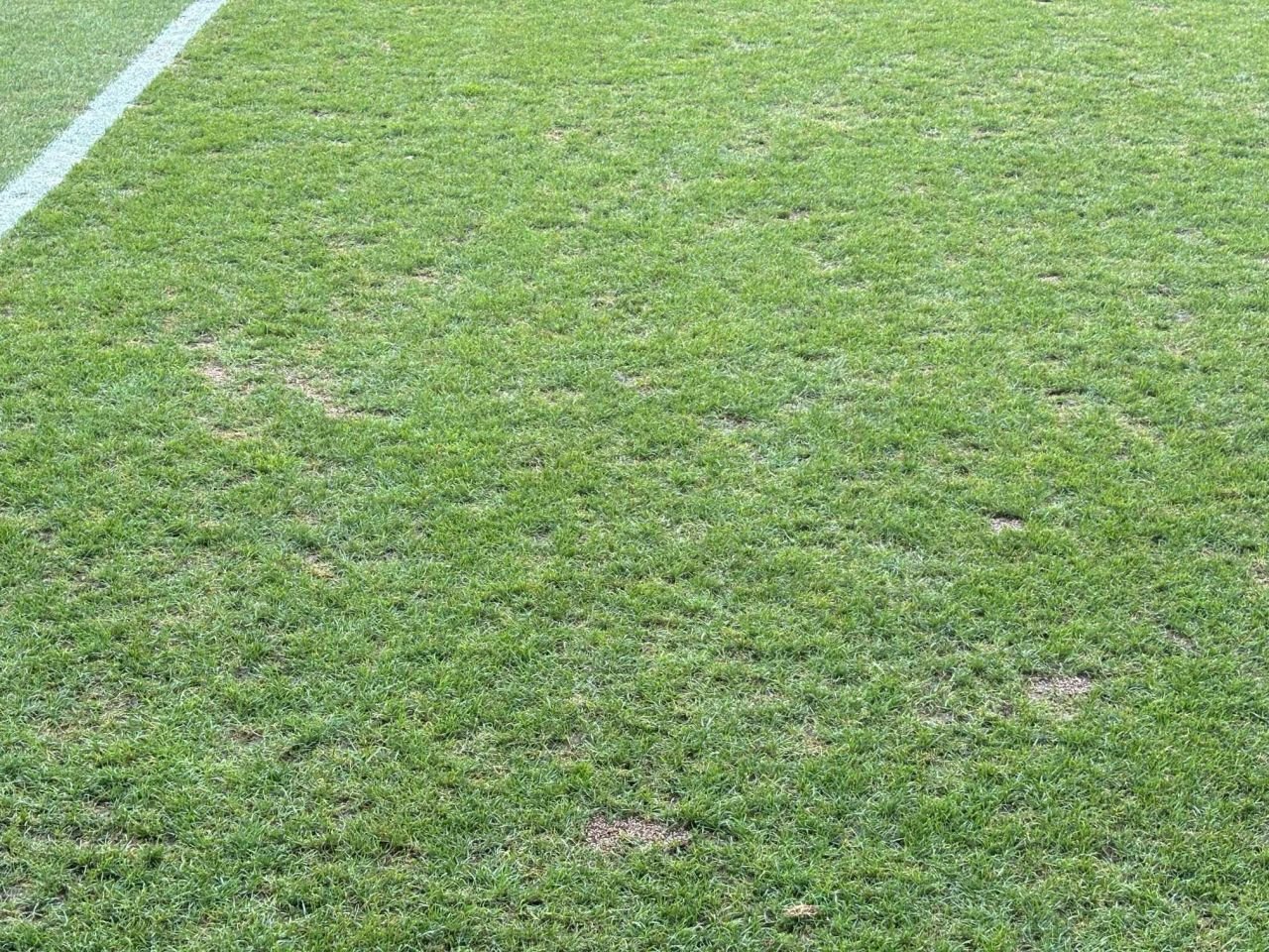 Cum arată gazonul de pe stadionul din Ghencea cu două ore înainte de FCSB - Sparta Praga (21:30, LIVE pe VOYO și PRO TV)_4