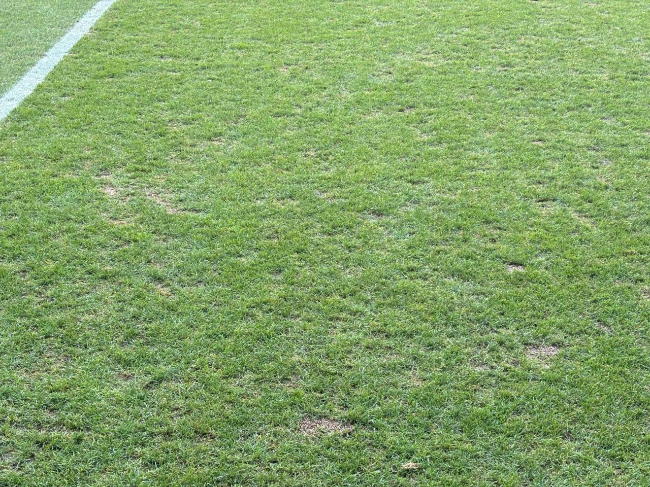 Cum arată gazonul de pe stadionul din Ghencea cu două ore înainte de FCSB - Sparta Praga (21:30, LIVE pe VOYO și PRO TV)_4