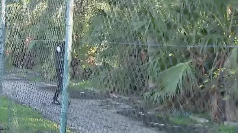 Dinamo a pierdut mingea în 'boscheți' în amicalul cu FC Zurich