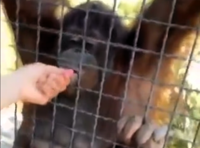 Furie la grădina zoologică după ce o pugilistă i-a dat unei maimuțe pe cale de dispariție să fumeze