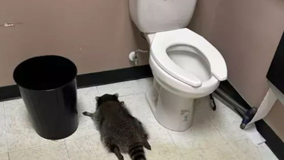 Ratonul beat care a provocat ravagii &icirc;ntr-un magazin de băuturi alcoolice a dat &rdquo;spargere&rdquo; și la o sală de karate - VIDEO