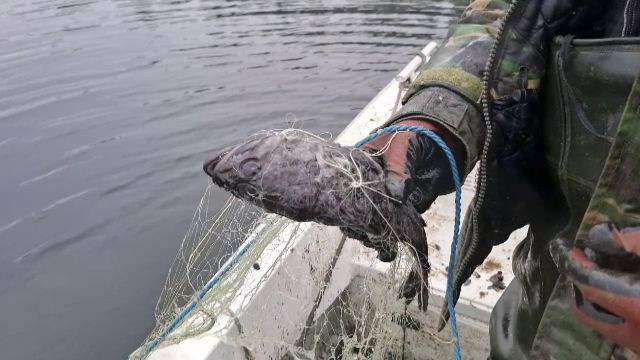 Prădătorul din Coreea care a invadat Marea Neagră: „Seamănă cu o scorpie”