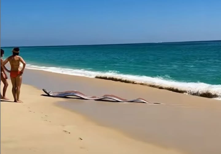 Două creaturi misterioase au apărut pe o plajă din Mexic. Legenda spune că „peștii apocalipsei” anunță dezastre