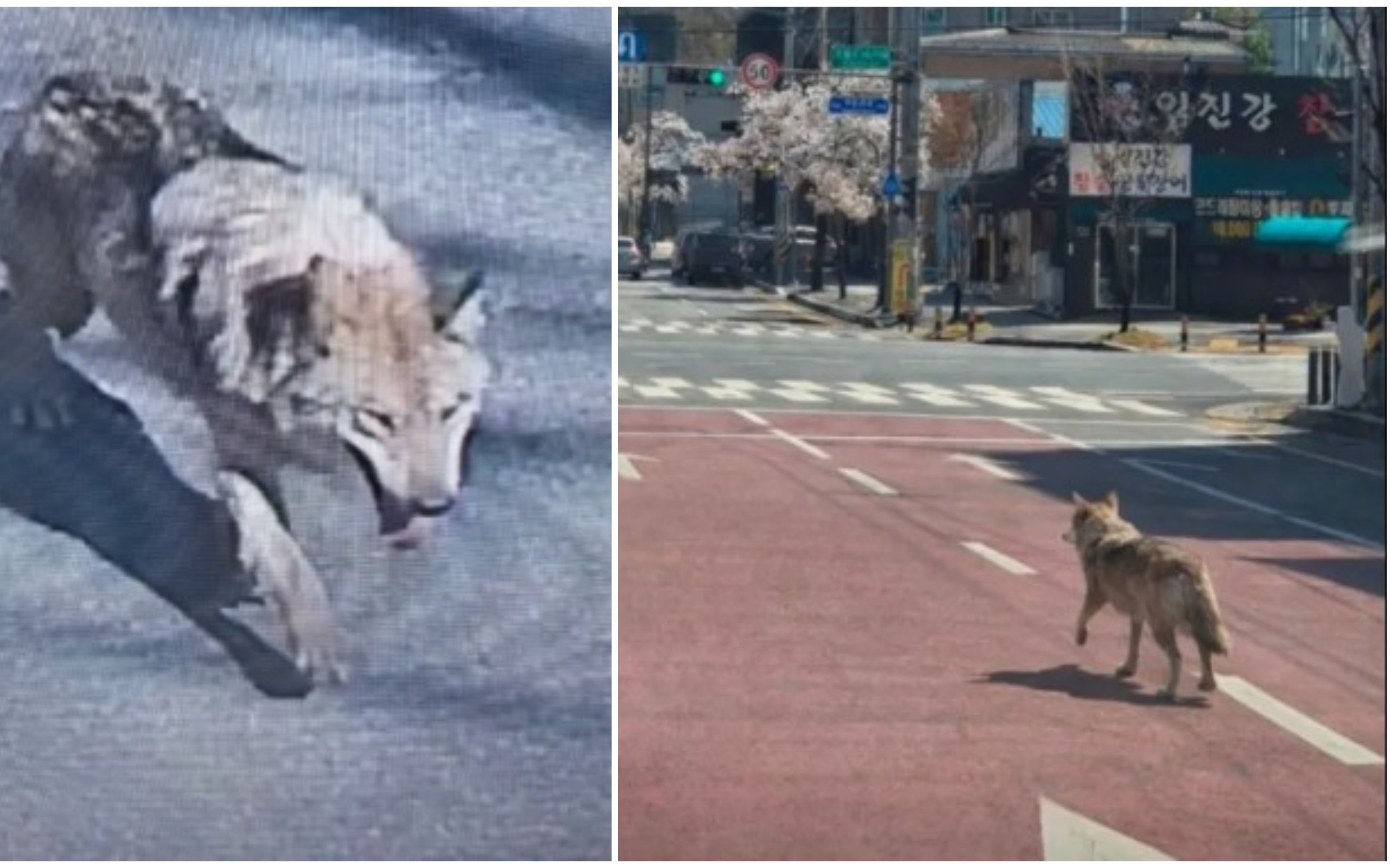 S-a uitat la filme americane. Un lup a scăpat de la zoo după ce a săpat un tunel! 116 polițiști au pornit în urmărirea lui