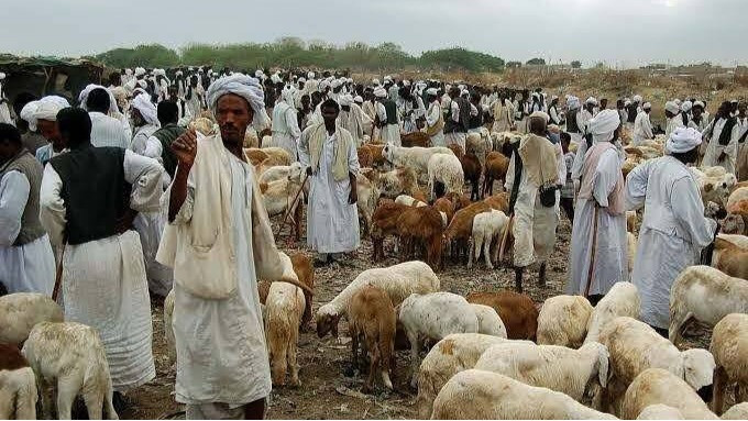 Coșmarul lui Reghecampf: fotbal printre capre și ruine! Imaginile sosite din Sudan, terifiante