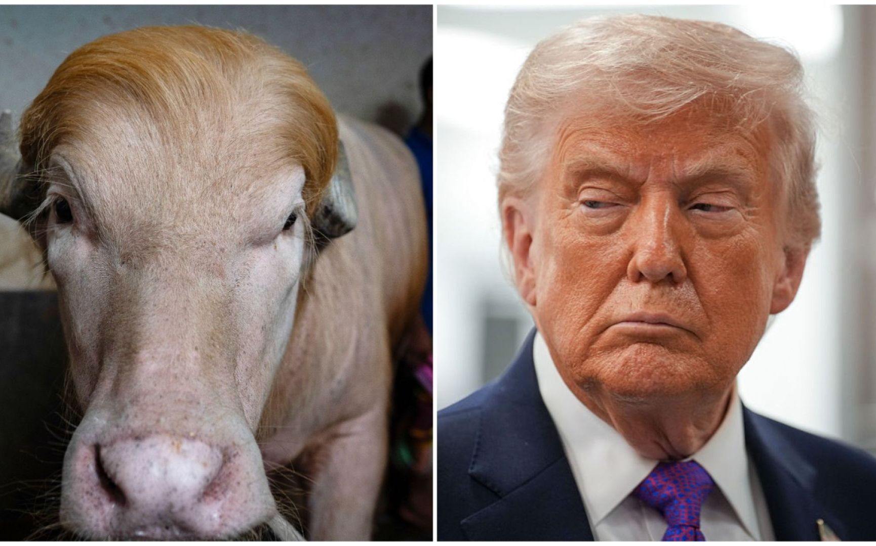 Bivolul albinos „Donald Trump” a scăpat de sacrificiu după ce a devenit vedetă pe rețelele sociale | GALERIE FOTO