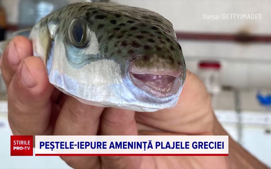 Alertă în destinația de vacanță a românilor. Mai mulți turiști au ajuns la spital după ce au fost mușcați de peștele-iepure
