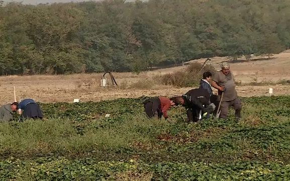 Leguma care crește în nisipul de la Dăbuleni și ajunge la 500 de grame în doar 50 de zile. Are coajă roz și miez galben
