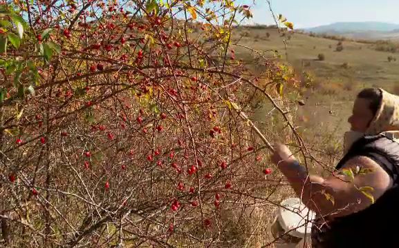 Fructele „minune” căutate în toată Europa, pe care tot mai puțini români le culeg. De ce nu ar mai fi rentabilă afacerea