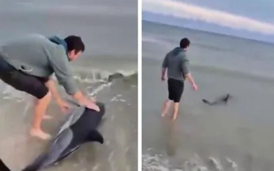 VIDEO. Momentul în care un trecător salvează un delfin eșuat pe o plajă din Eforie